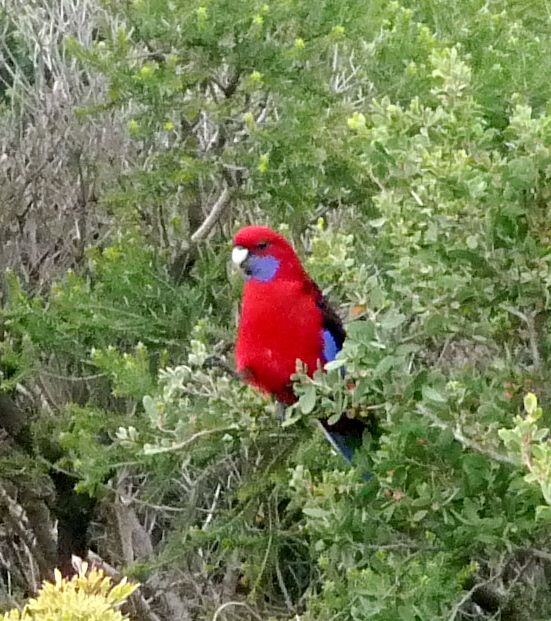 Crimson Rosella