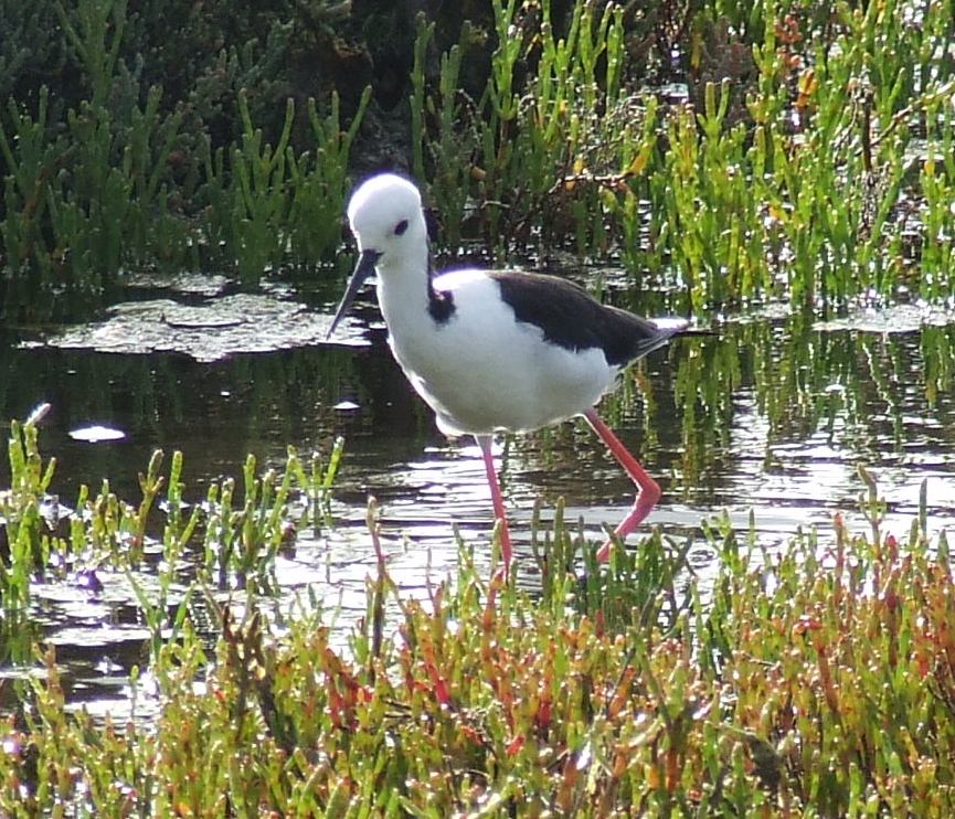 Blackwinged Stilt