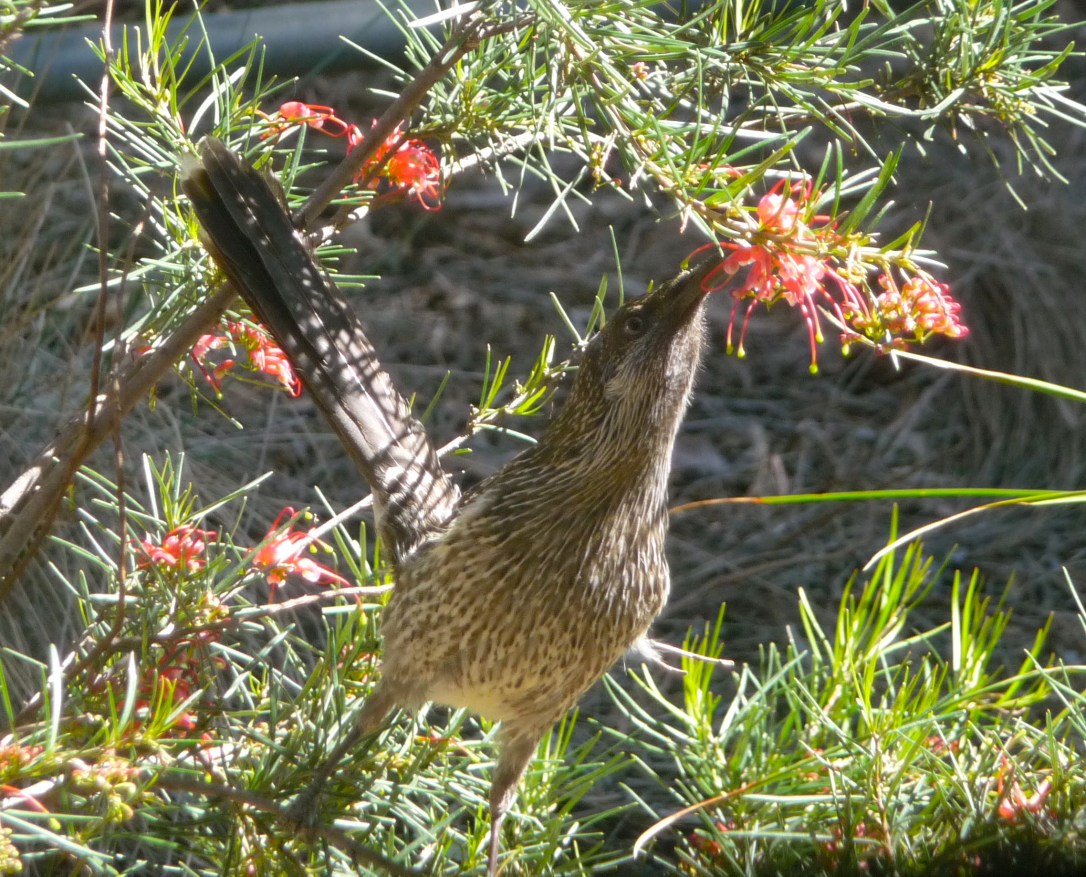 Red Wattlebird Feeding
