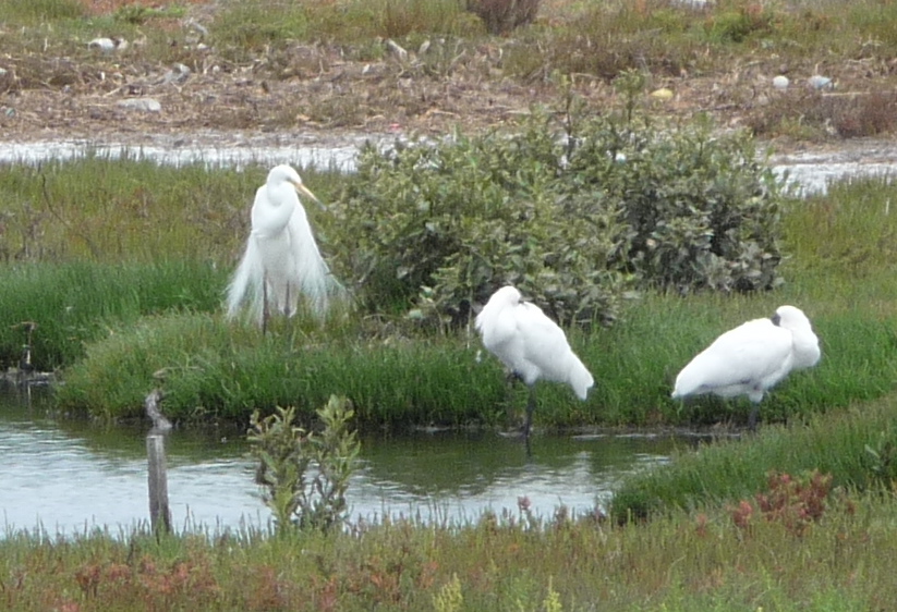 Royal Spoonbill