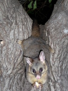 Brush tail possums are tourist attractions after 6pm in Williamstown, Victoria