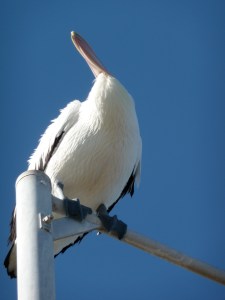 No head for heights!
