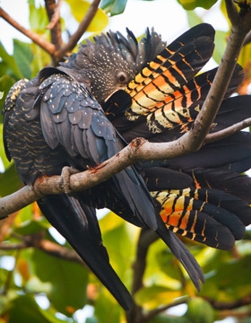 Red-tailed-Black-Cockatoo-ge280-280x360.jpg