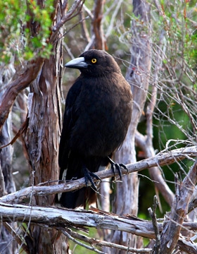 black-currawong-ct280-280x360