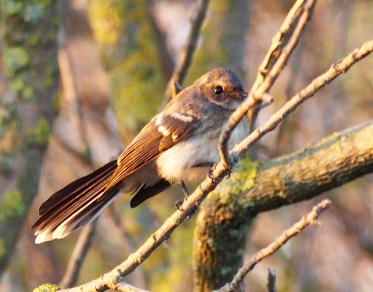 Grey Fantail