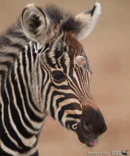2013zebracorn