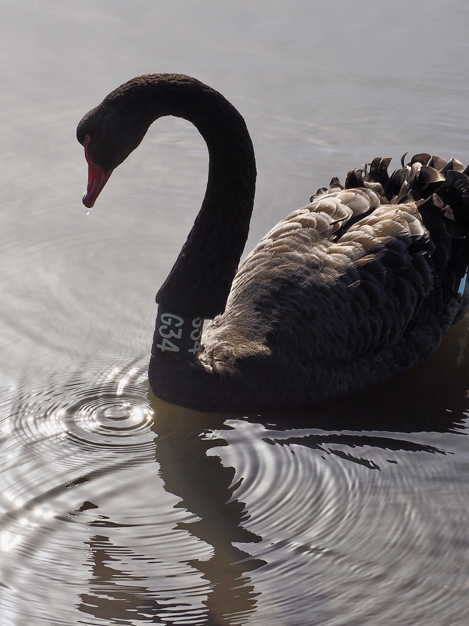 http://www.birdlife.org.au/bird-profile/black-swan