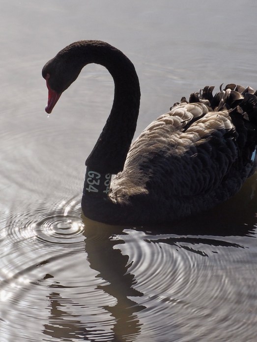 http://www.birdlife.org.au/bird-profile/black-swan