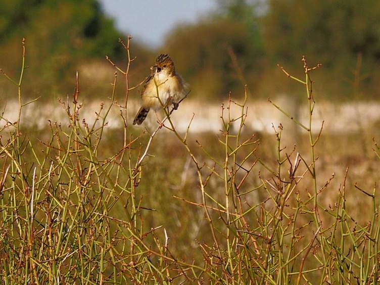 Zitting Cisticola